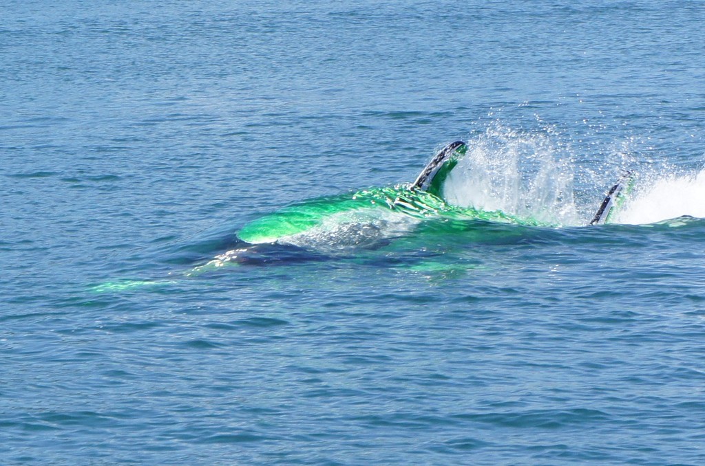 Seabreacher X dives © Sanctuary Cove International Boat Show http://www.sanctuarycoveboatshow.com.au/